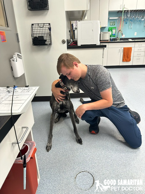 Man's best friend